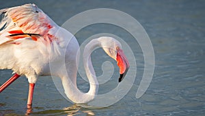 close up adult pink flamingo in its natural environment