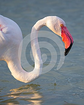 close up adult pink flamingo in its natural environment