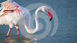 close up adult pink flamingo in its natural environment