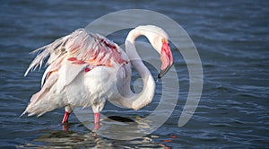 close up adult pink flamingo in its natural environment