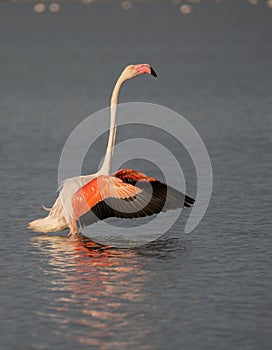 close up adult pink flamingo in its natural environment, Cagliari, south Sardinia