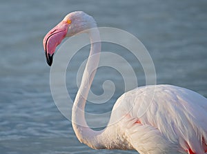 close up adult pink flamingo in its natural environment, Cagliari, south Sardinia