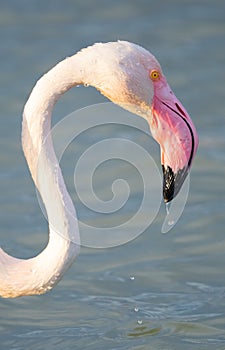 close up adult pink flamingo in its natural environment, Cagliari, south Sardinia