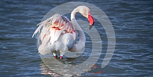 close up adult pink flamingo in its natural environment Cagliari, south Sardinia