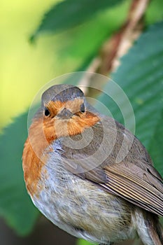 Close-up of an adult robin, erithacus rubecula
