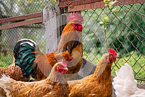 Close up of adult rooster with chickens in paddock. Portrait of stately pack leader in coop outdoor