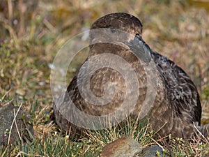 Close Up of an Adult Skua Looking Left