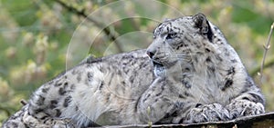 Close-up of an adult Snow leopard