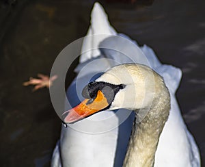 Close up of adult swan on the avon river at stratford-upon-avon midlands united kingdom