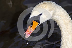 Close up of adult swan on the avon river at stratford-upon-avon midlands united kingdom