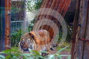 Close-up of an adult tiger in the green