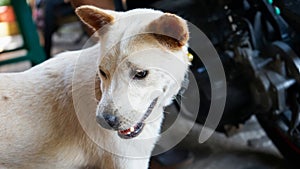 Close up of adult white Balinese dog