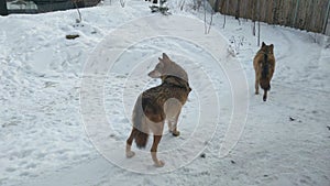 Close-up on an adult wolf. Stands and looks carefully.