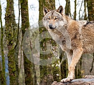 Close up of an adult wolve roaming in the forest photo