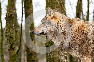 Close up of an adult wolve roaming in the forest photo