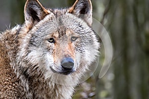 Close up of an adult wolve roaming in the forest photo