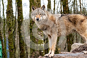 Close up of an adult wolve roaming in the forest