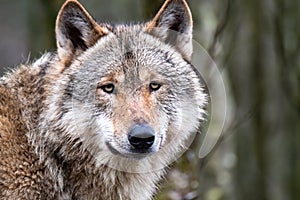 Close up of an adult wolve roaming in the forest