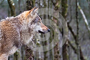Close up of an adult wolve roaming in the forest photo