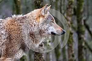 Close up of an adult wolve roaming in the forest photo