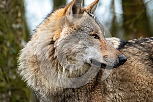 Close up of an adult wolve roaming in the forest photo