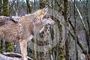 Close up of an adult wolve roaming in the forest photo