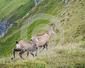 Zblízka dospelého a mladého kamzíka tatranského, rupicapra rupicapra tatrica chôdzu na letnej horskej lúke v nízkych tatrách