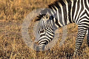 Frican striped coat zebra