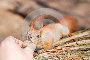 Close up of adults hand feeding cute hungry fluffy funny squirrel with walnut in a forest. Danger of being bitten