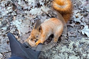 Close up of adults hand feeding squirrel in forest