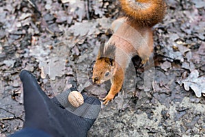 Close up of adults hand feeding squirrel in forest