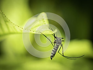 Close up of Aedes Aegypti Mosquito