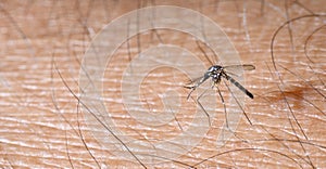 Close up aedes albopictus mosquito, pest animal, contagion