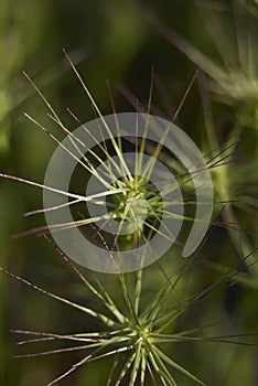 Aegilops neglecta plants