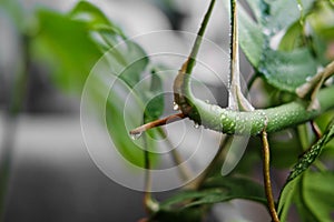 Close up of an aerial root from a Rhaphidophora Tetrasperma or Monstera Minimal house plant with a water droplet