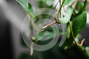 Close up of an aerial root from a Rhaphidophora Tetrasperma or Monstera Minimal house plant with a water droplet photographed from