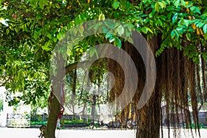 Close-up of aerial roots of a century old banyan tree