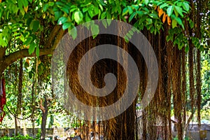 Close-up of aerial roots of a century old banyan tree