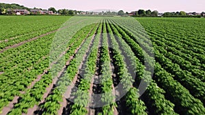 close up aerial view flying over a field with a potato crop in the rural English countryside