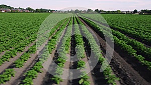 close up aerial view flying over a field with a potato crop in the rural English countryside