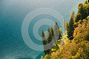 Close up aerial view of lonely fir trees on the clear blue water background on the bank of the lake Bled in Slovenia.