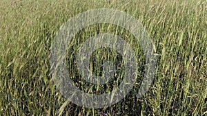 Close-up aerial view of over a field of wind-swept ears