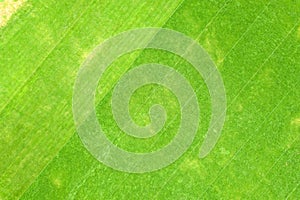 Close up aerial view of surface of green freshly cut grass on football stadium in summer