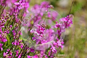 Aethionema grandiflorum known as Persian stonecress or Persian candytuft flower photo