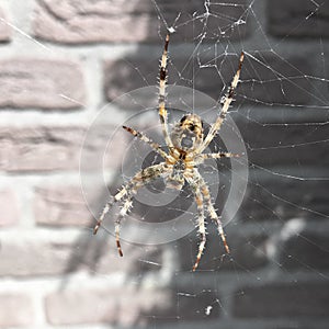 A close up af a garden spider