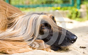 Close up of Afghan Hound