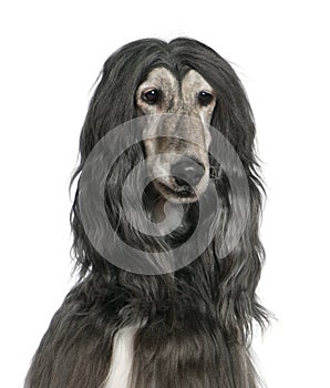 Close-up of Afghan hound, 7 years old