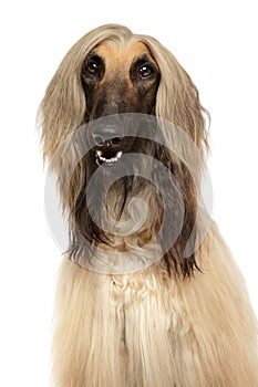 Close-up of Afghan hound on white background