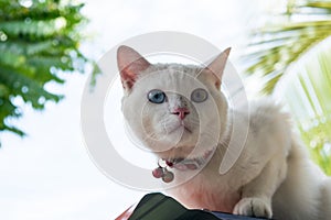 Close up afraid cat on nature