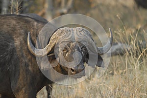 Close up of African Buffalo